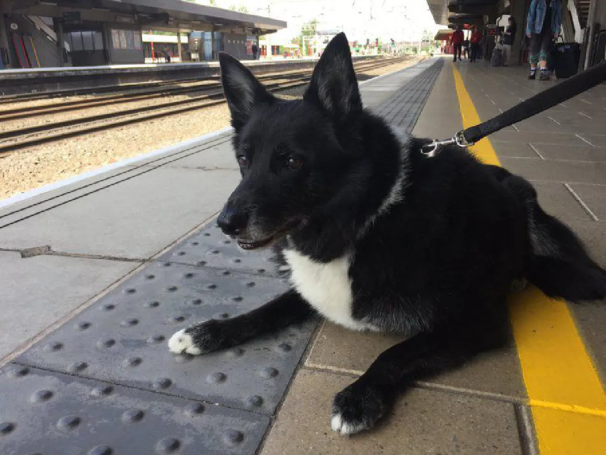 น่ารัก! รถไฟเวอร์จิ้นมอบยูนิฟอร์มพิเศษให้กับ ‘น้องหมา’ ที่ชอบมาสถานีรถไฟทุกวัน