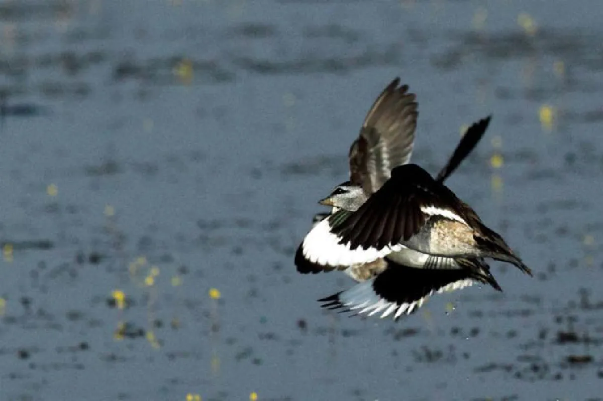 ดีต่อใจ @ บึงบอระเพ็ด