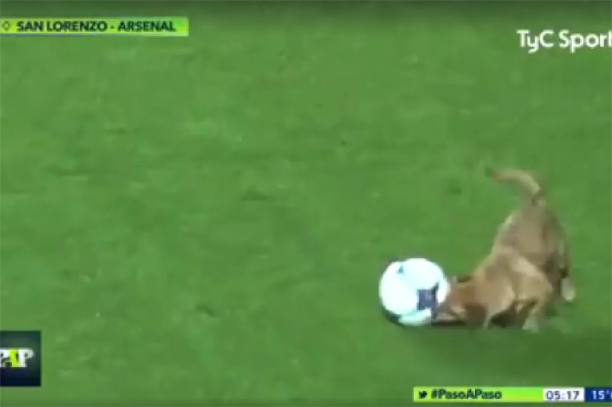 เจ้าตูบสุดป่วน! แย่งลูกฟุตบอลโชว์ฝีเท้าระหว่างการแข่งขัน