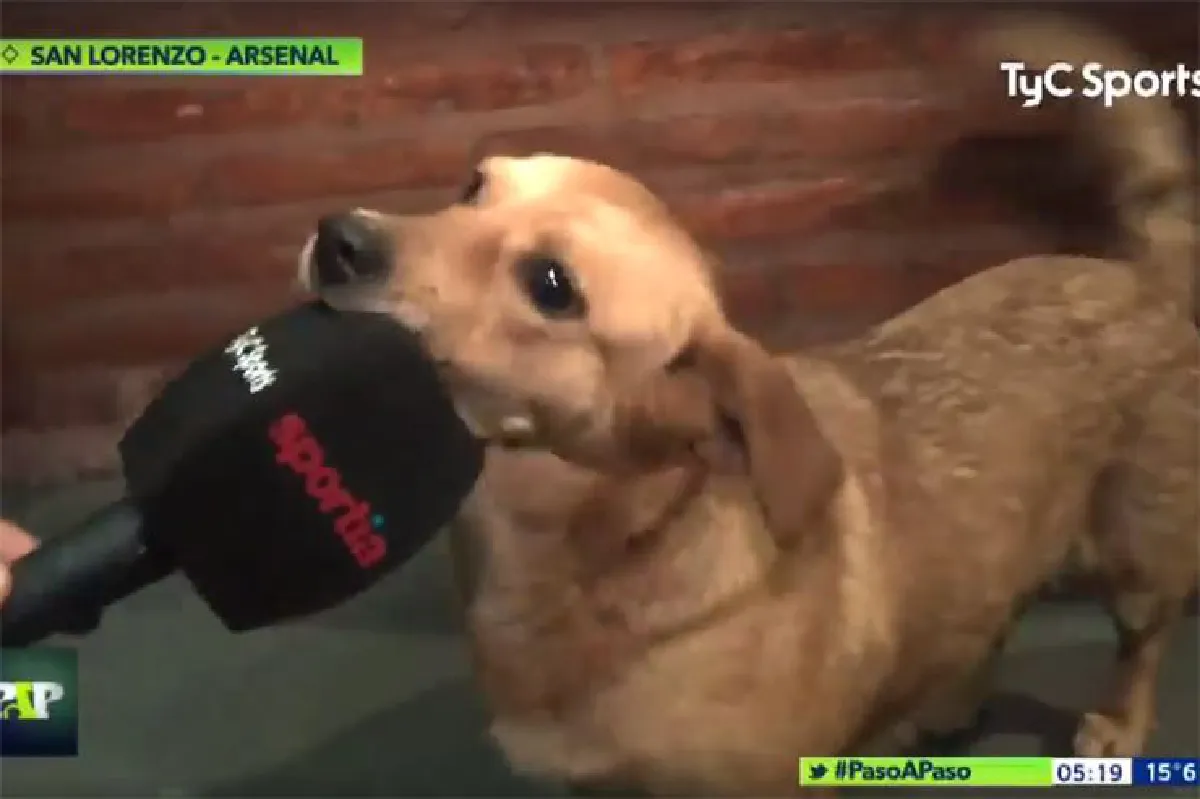 เจ้าตูบสุดป่วน! แย่งลูกฟุตบอลโชว์ฝีเท้าระหว่างการแข่งขัน