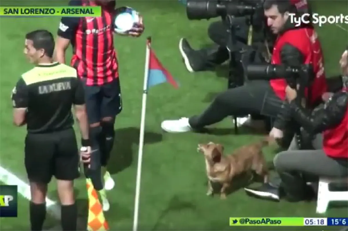 เจ้าตูบสุดป่วน! แย่งลูกฟุตบอลโชว์ฝีเท้าระหว่างการแข่งขัน