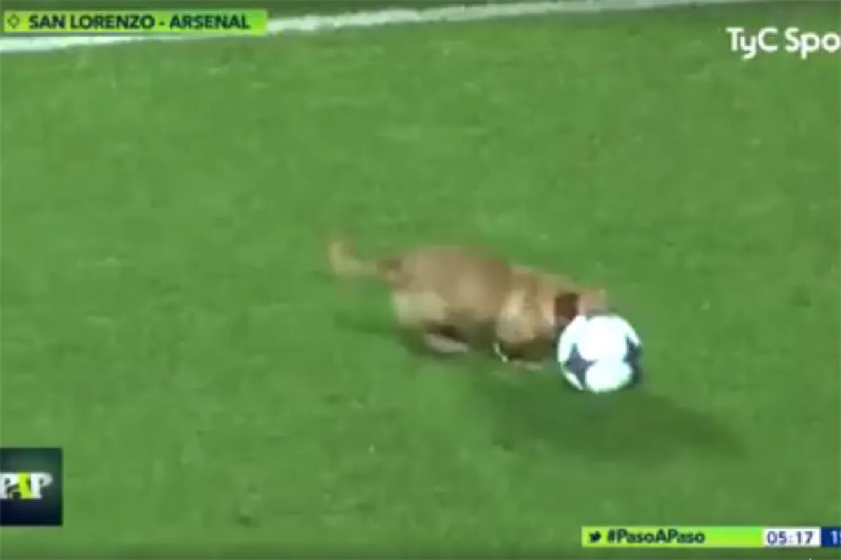 เจ้าตูบสุดป่วน! แย่งลูกฟุตบอลโชว์ฝีเท้าระหว่างการแข่งขัน