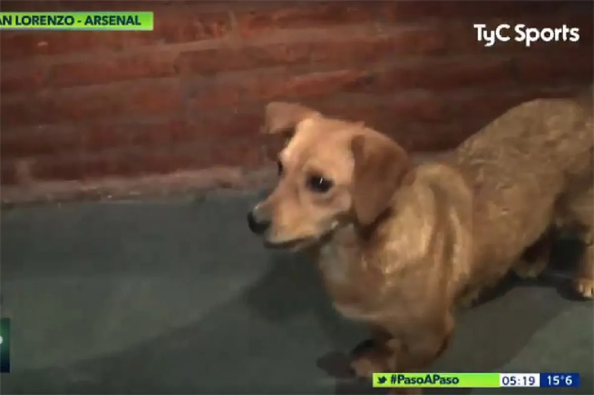 เจ้าตูบสุดป่วน! แย่งลูกฟุตบอลโชว์ฝีเท้าระหว่างการแข่งขัน