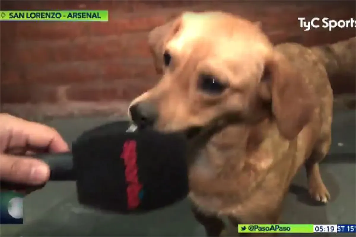 เจ้าตูบสุดป่วน! แย่งลูกฟุตบอลโชว์ฝีเท้าระหว่างการแข่งขัน