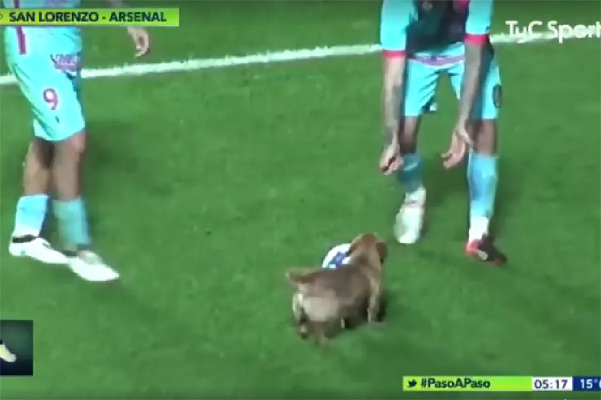 เจ้าตูบสุดป่วน! แย่งลูกฟุตบอลโชว์ฝีเท้าระหว่างการแข่งขัน