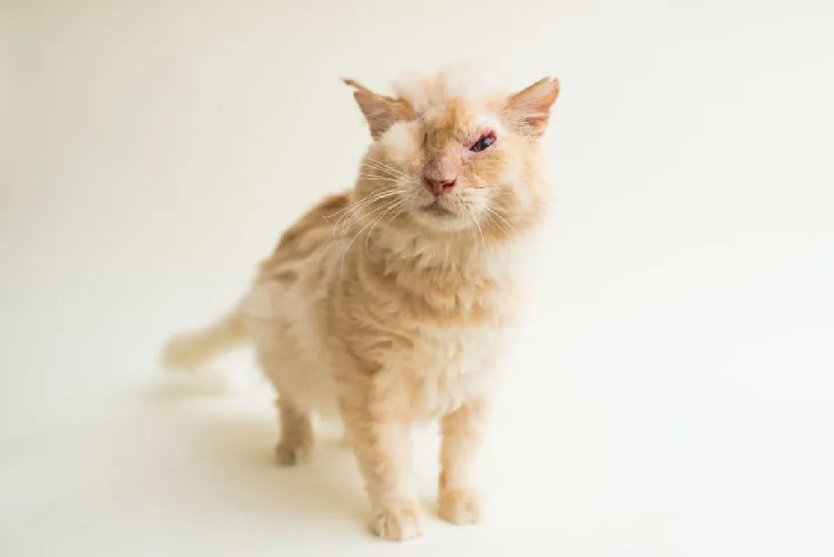 ช่างภาพใจดีถ่ายภาพโปรไฟล์ให้ 'เหมียวตาบอด' น่ารักจนคนอยากรับไปเลี้ยง