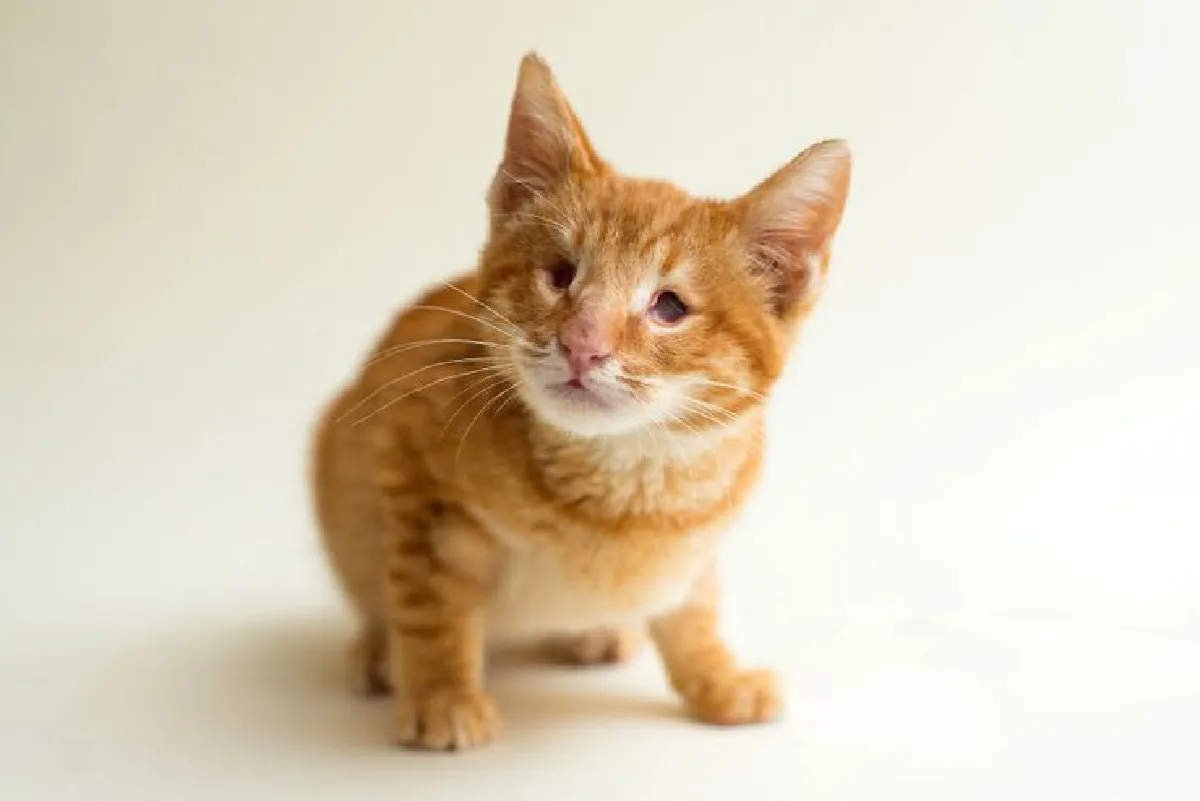 ช่างภาพใจดีถ่ายภาพโปรไฟล์ให้ 'เหมียวตาบอด' น่ารักจนคนอยากรับไปเลี้ยง