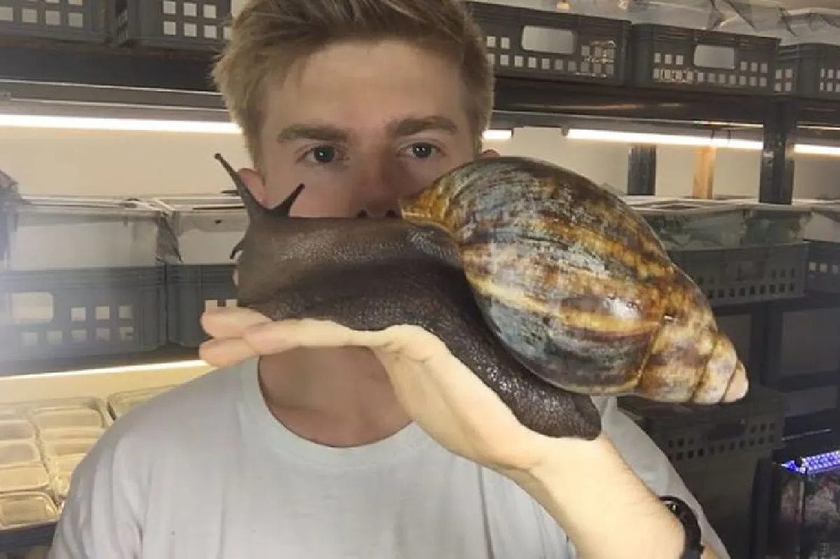 แบบนี้ก็มีด้วย! หอยทากยักษ์ ตัวใหญ่เท่าลูกแมว