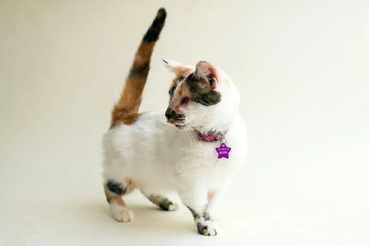 ช่างภาพใจดีถ่ายภาพโปรไฟล์ให้ 'เหมียวตาบอด' น่ารักจนคนอยากรับไปเลี้ยง