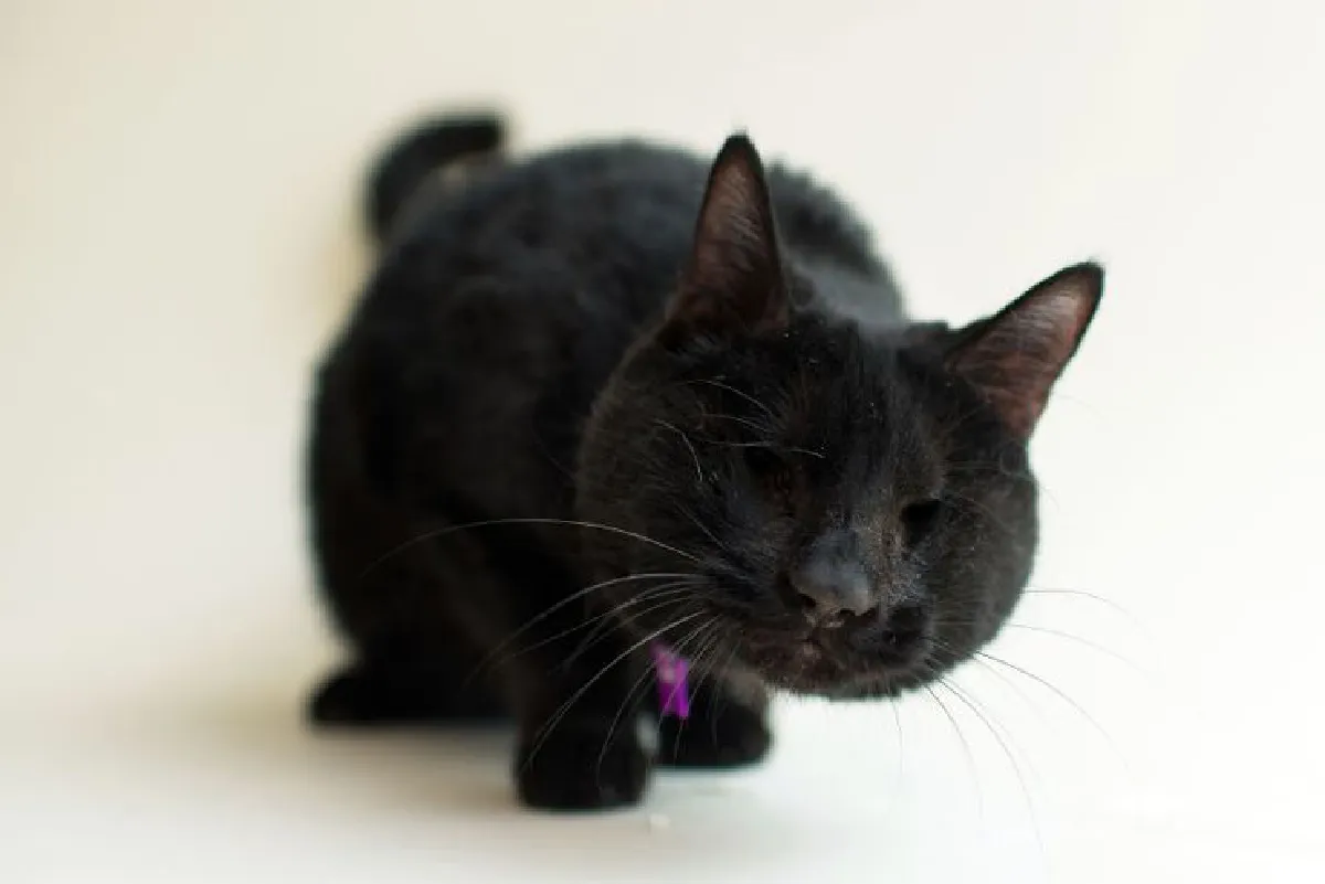 ช่างภาพใจดีถ่ายภาพโปรไฟล์ให้ 'เหมียวตาบอด' น่ารักจนคนอยากรับไปเลี้ยง