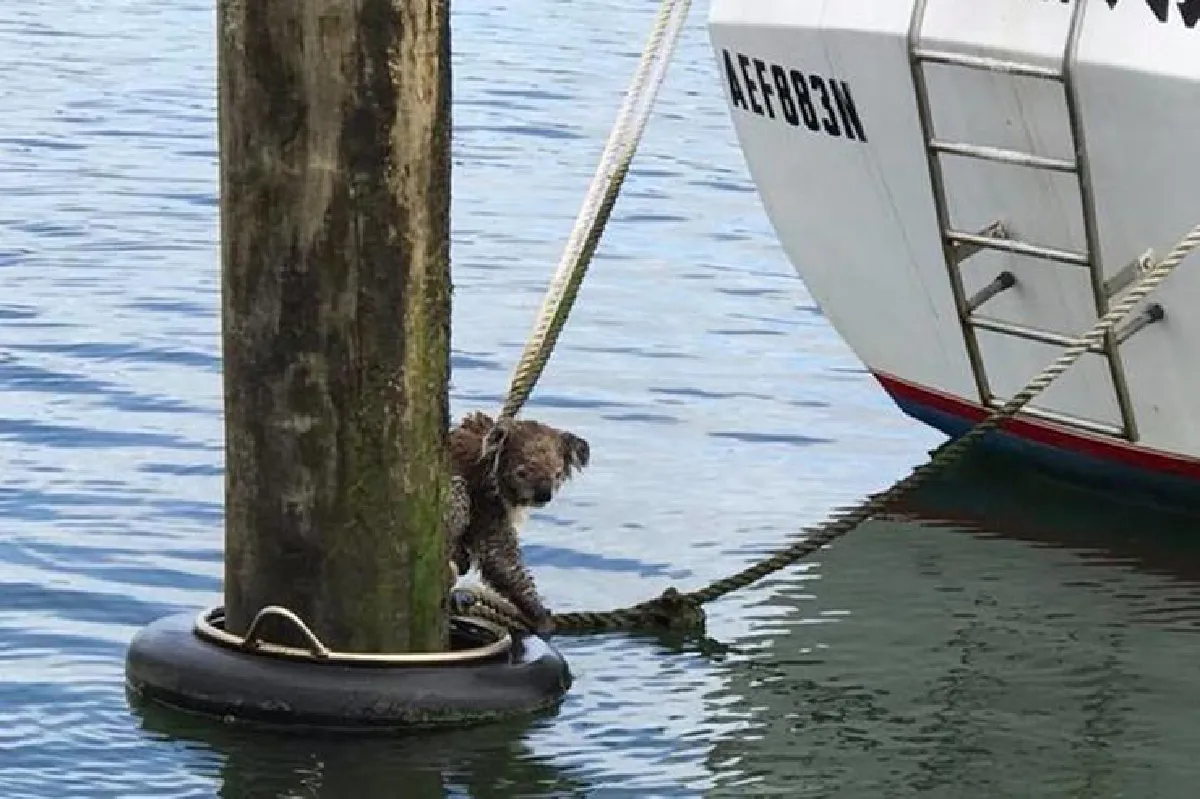 ขอบคุณนะ…โคอาล่าซึ้งใจ หลังชายออสซี่ช่วยให้รอดพ้นจากการตกน้ำ