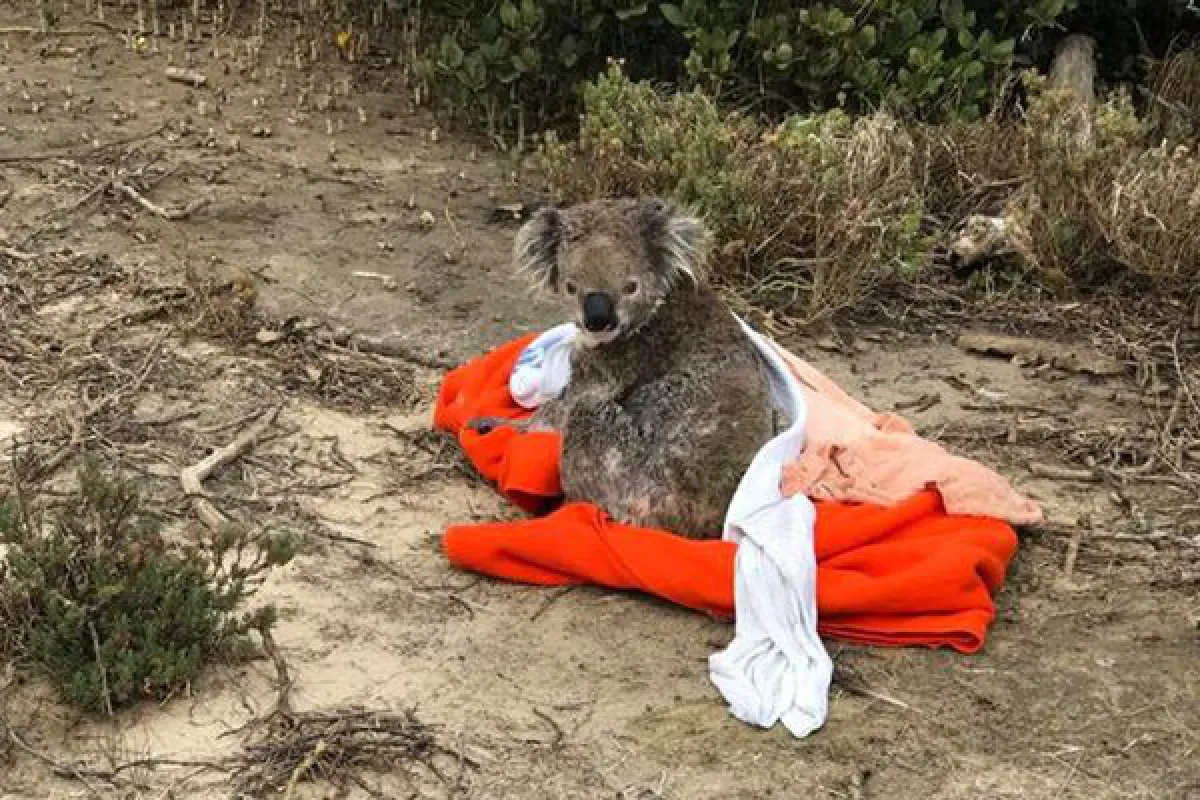 ขอบคุณนะ…โคอาล่าซึ้งใจ หลังชายออสซี่ช่วยให้รอดพ้นจากการตกน้ำ