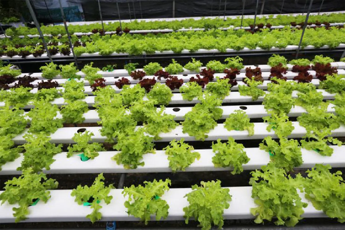 จากสวนผักสู่คาเฟ่ดีต่อใจ @ จอย เทเบิ้ล