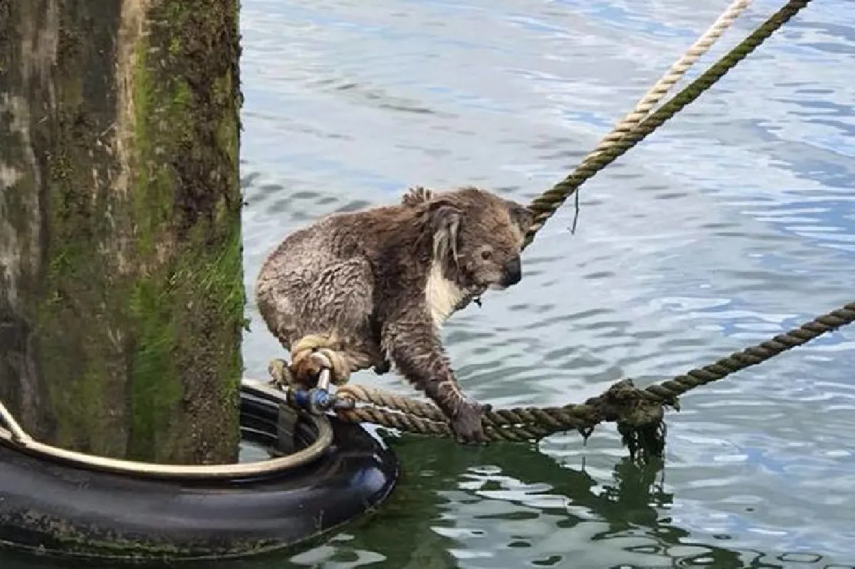 ขอบคุณนะ…โคอาล่าซึ้งใจ หลังชายออสซี่ช่วยให้รอดพ้นจากการตกน้ำ