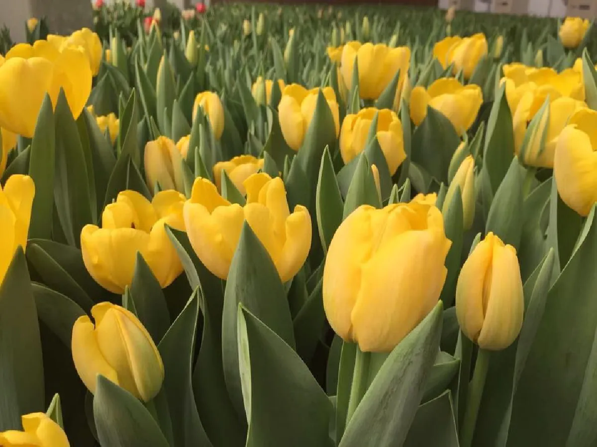 ดอกทิวลิป “คิงภูมิพล” สายพันธุ์สีเหลืองนวลทั้งดอก