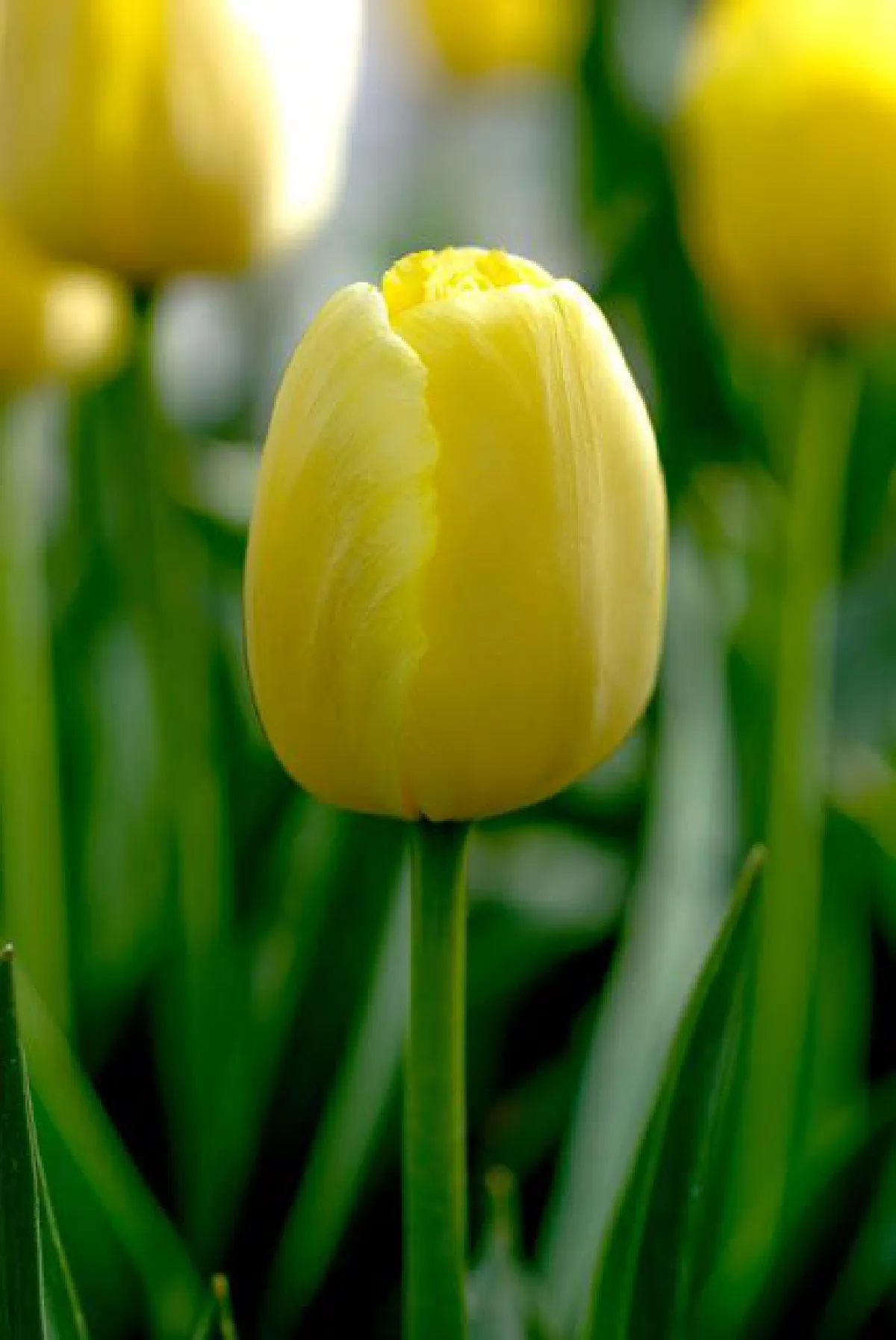ดอกทิวลิป “คิงภูมิพล” สายพันธุ์สีเหลืองนวลทั้งดอก