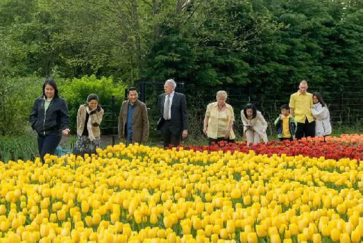 ดอกทิวลิป “คิงภูมิพล” สายพันธุ์สีเหลืองนวลทั้งดอก