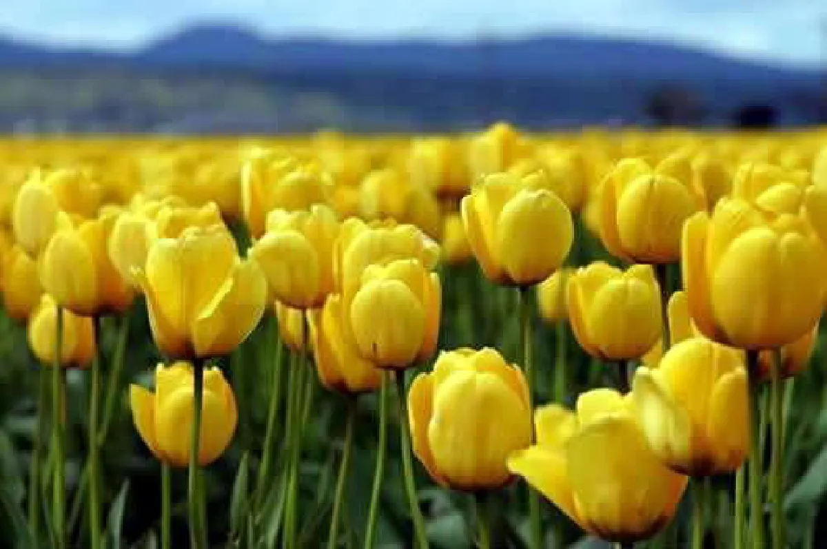 ดอกทิวลิป “คิงภูมิพล” สายพันธุ์สีเหลืองนวลทั้งดอก