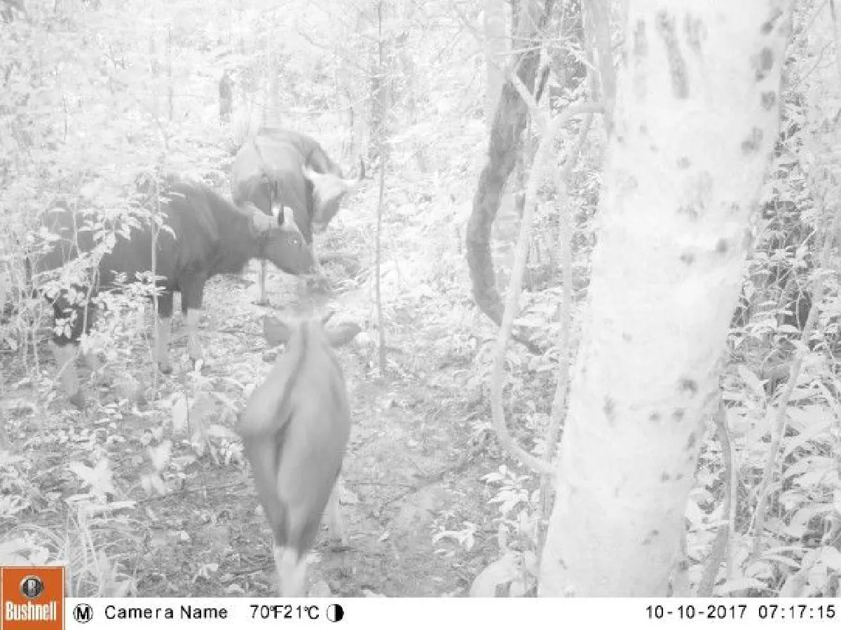 ความสมบูรณ์สัตว์ป่าในอุทยานแห่งชาติน้ำหนาว