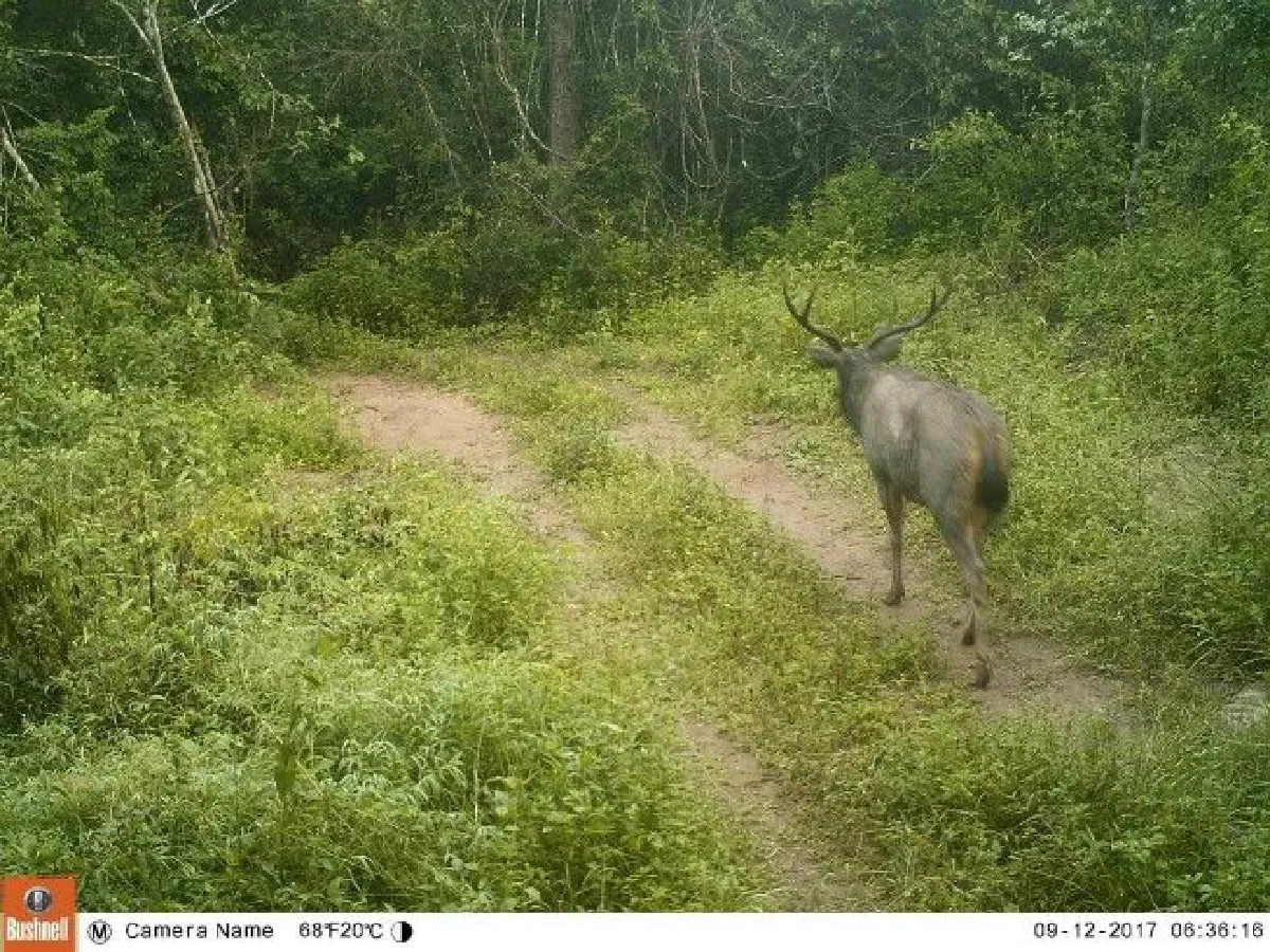 ความสมบูรณ์สัตว์ป่าในอุทยานแห่งชาติน้ำหนาว