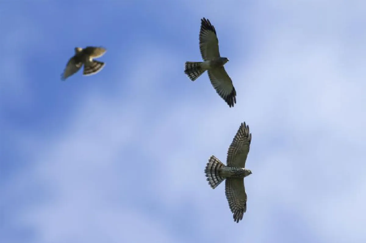 ขี่การุดาไปบูชาบุโรพุทโธ กับอาจารย์ยุพา