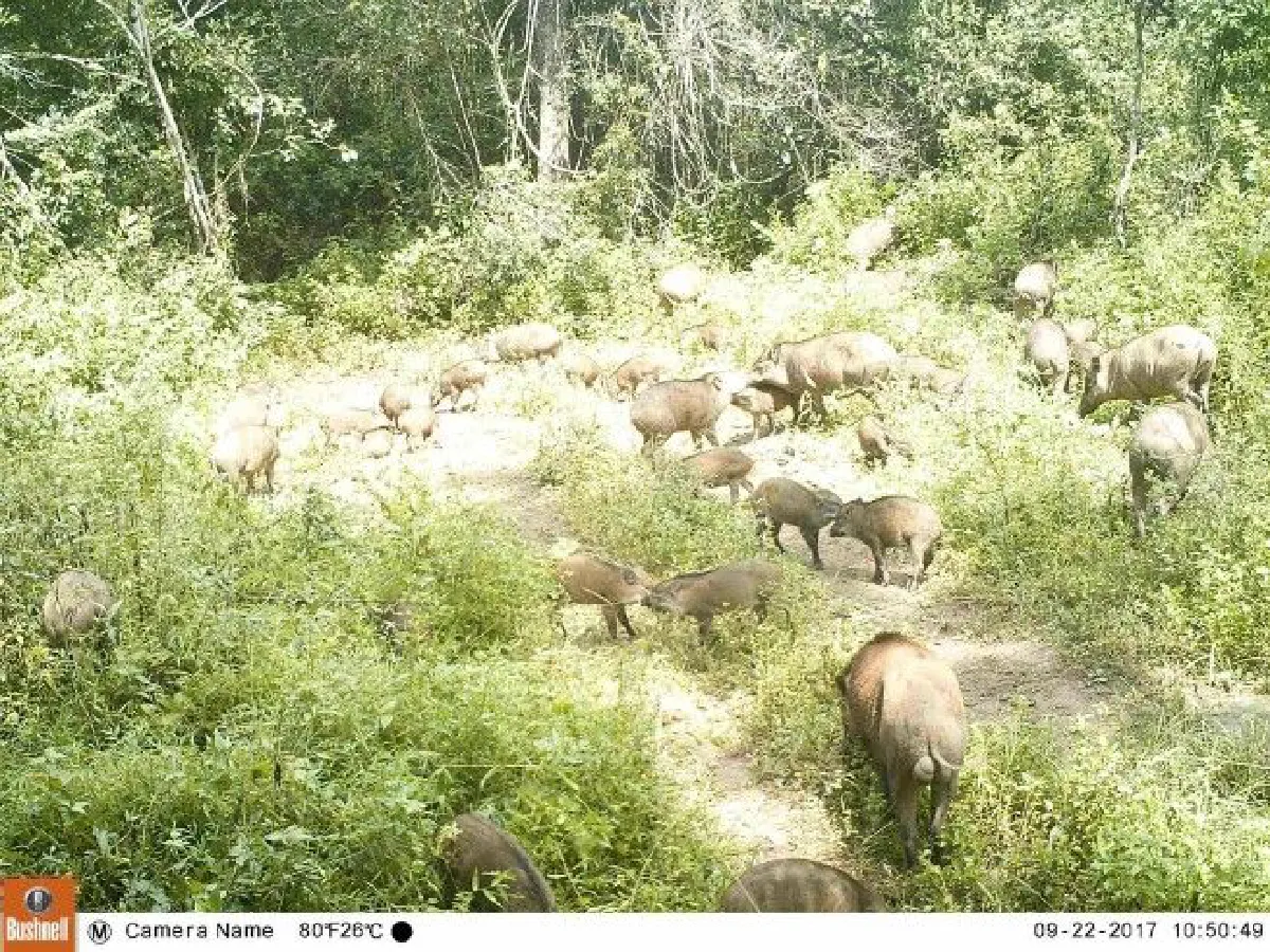 ความสมบูรณ์สัตว์ป่าในอุทยานแห่งชาติน้ำหนาว