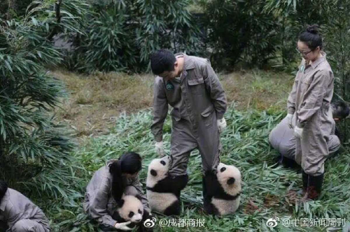 ส่องความน่ารัก! แพนด้าน้อยขี้เล่นกอดขาพี่เลี้ยงไม่ยอมปล่อย