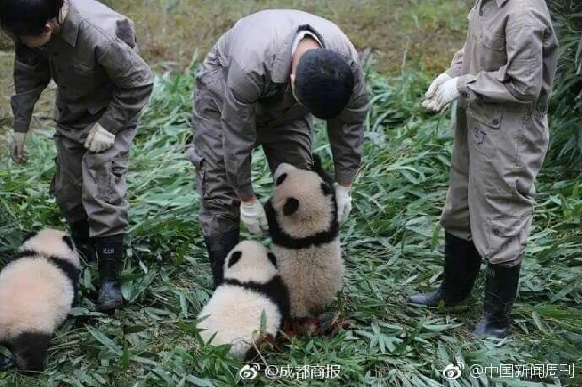 ส่องความน่ารัก! แพนด้าน้อยขี้เล่นกอดขาพี่เลี้ยงไม่ยอมปล่อย