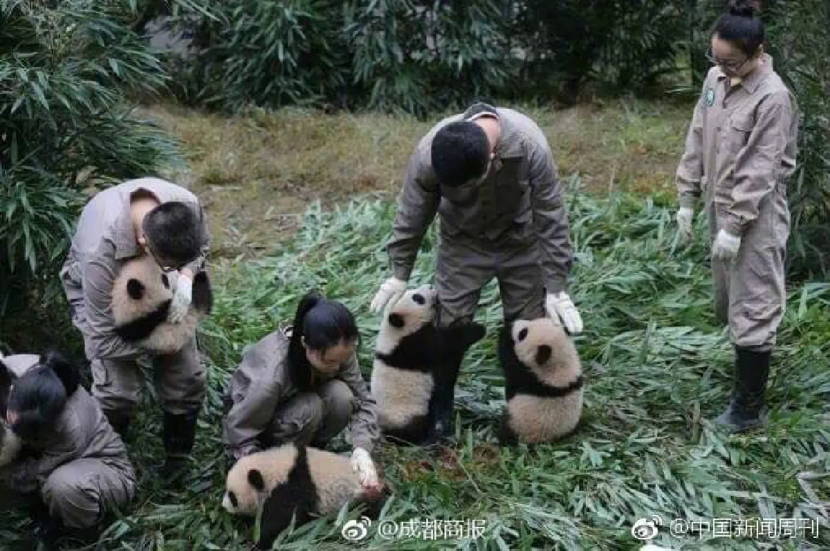 ส่องความน่ารัก! แพนด้าน้อยขี้เล่นกอดขาพี่เลี้ยงไม่ยอมปล่อย