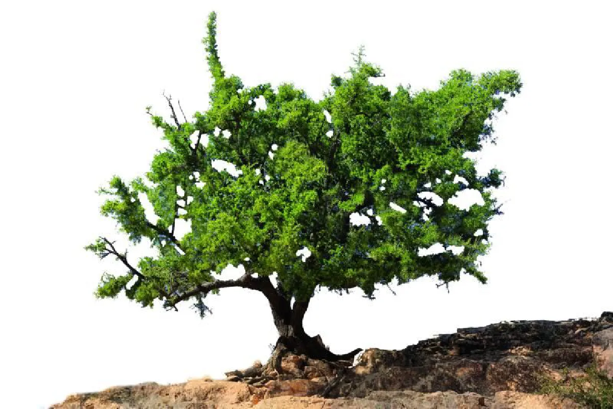 “อาร์แกน” น้ำมันแห่งความงามอันทรงคุณค่า