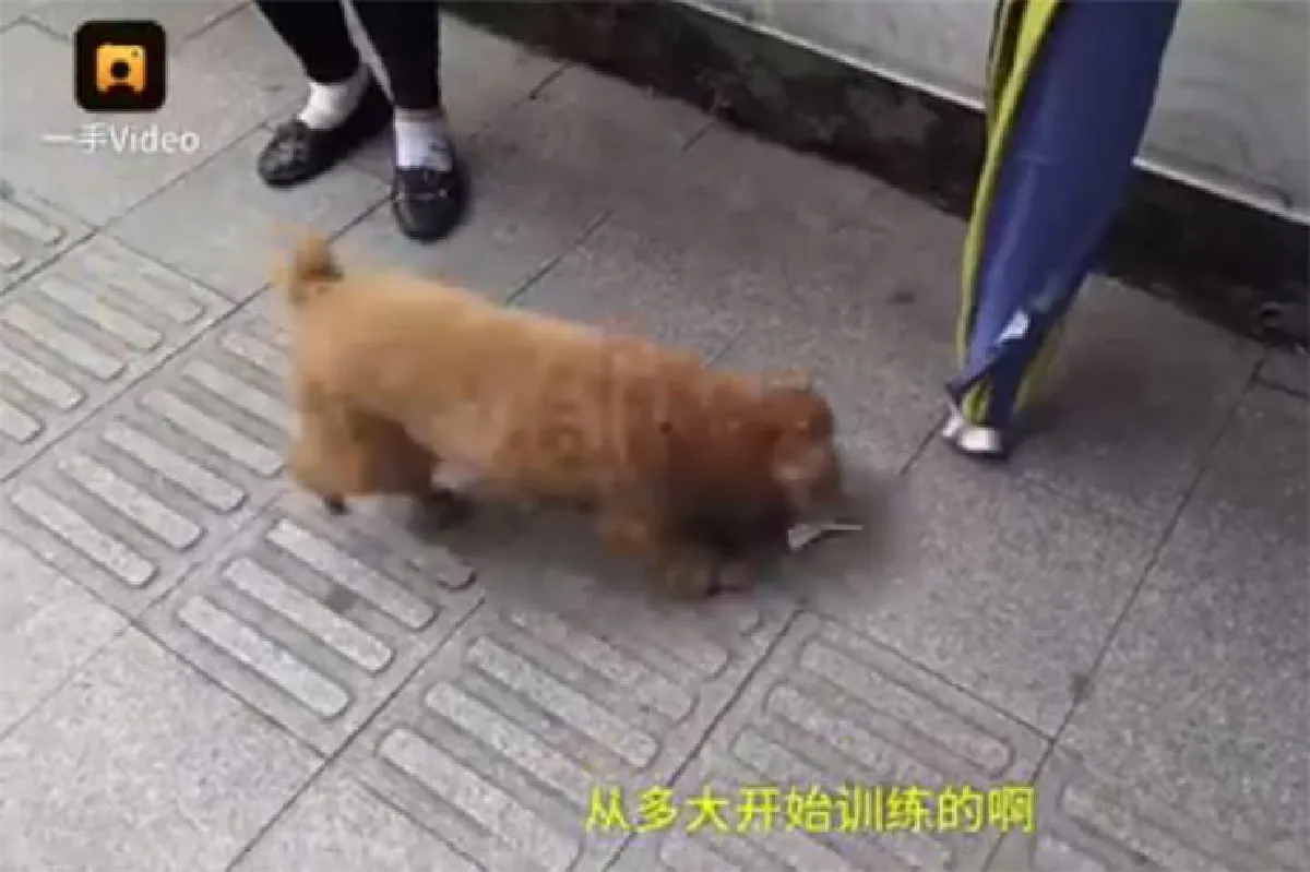 น่าเอ็นดู! เจ้าตูบแสนรู้ ช่วยเก็บขยะบนทางเดิน