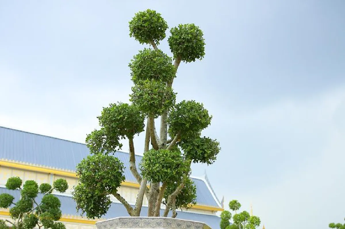 สีสันพันธุ์ไม้ เรียบง่าย สง่างาม สมพระเกียรติ