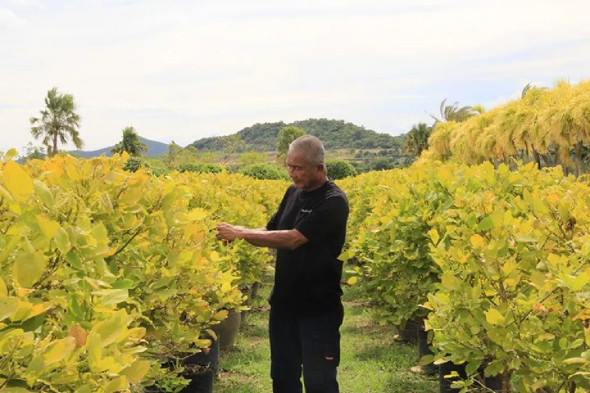 สีสันพันธุ์ไม้ เรียบง่าย สง่างาม สมพระเกียรติ