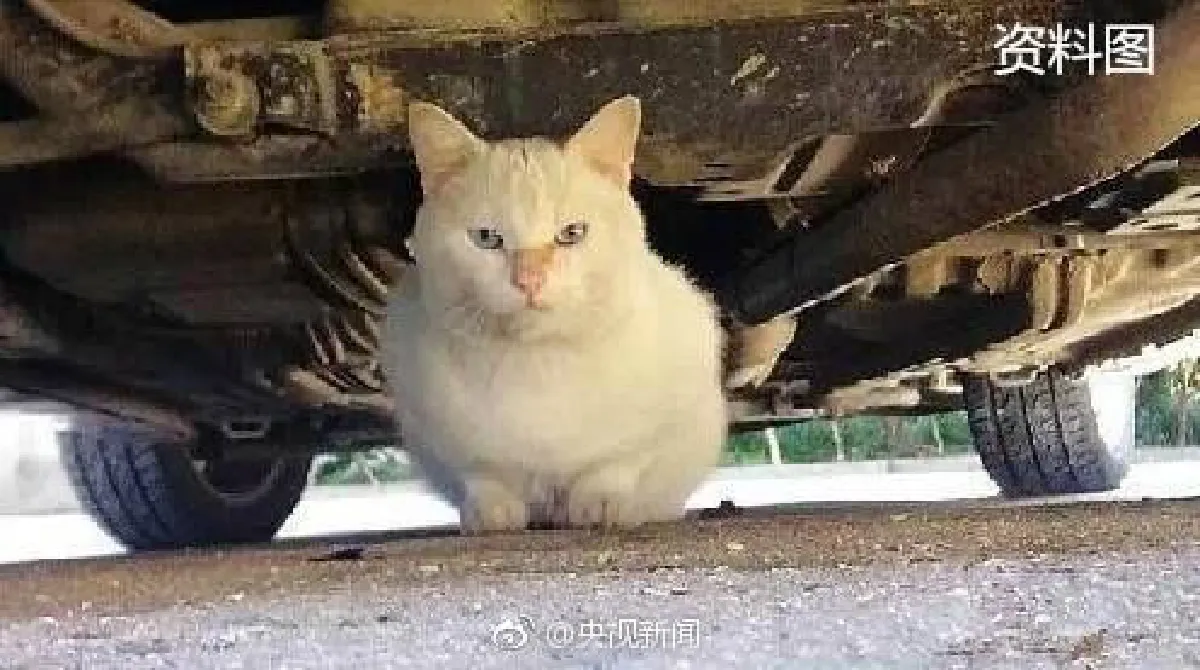 ดูให้ดีก่อนสตาร์ท…ตำรวจจีนประกาศเตือน หนาวนี้ระวังแมวซุกอยู่ใต้ท้องรถ
