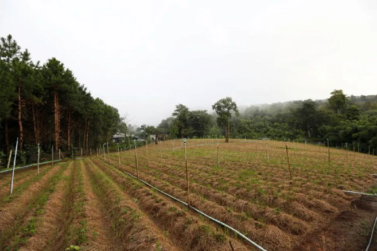 ก้าวตามตำราพ่อ วิชาธรรมชาติ (สามัคคี)