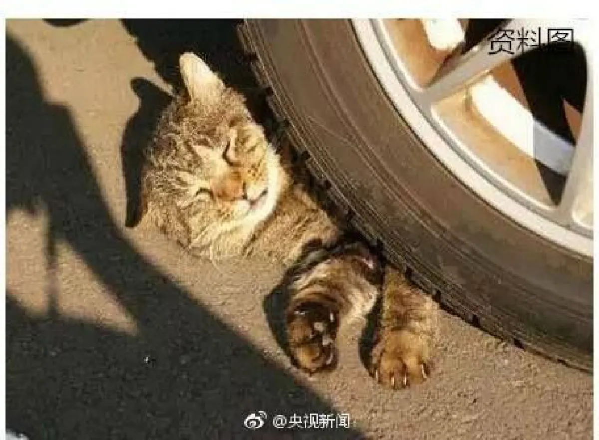 ดูให้ดีก่อนสตาร์ท…ตำรวจจีนประกาศเตือน หนาวนี้ระวังแมวซุกอยู่ใต้ท้องรถ