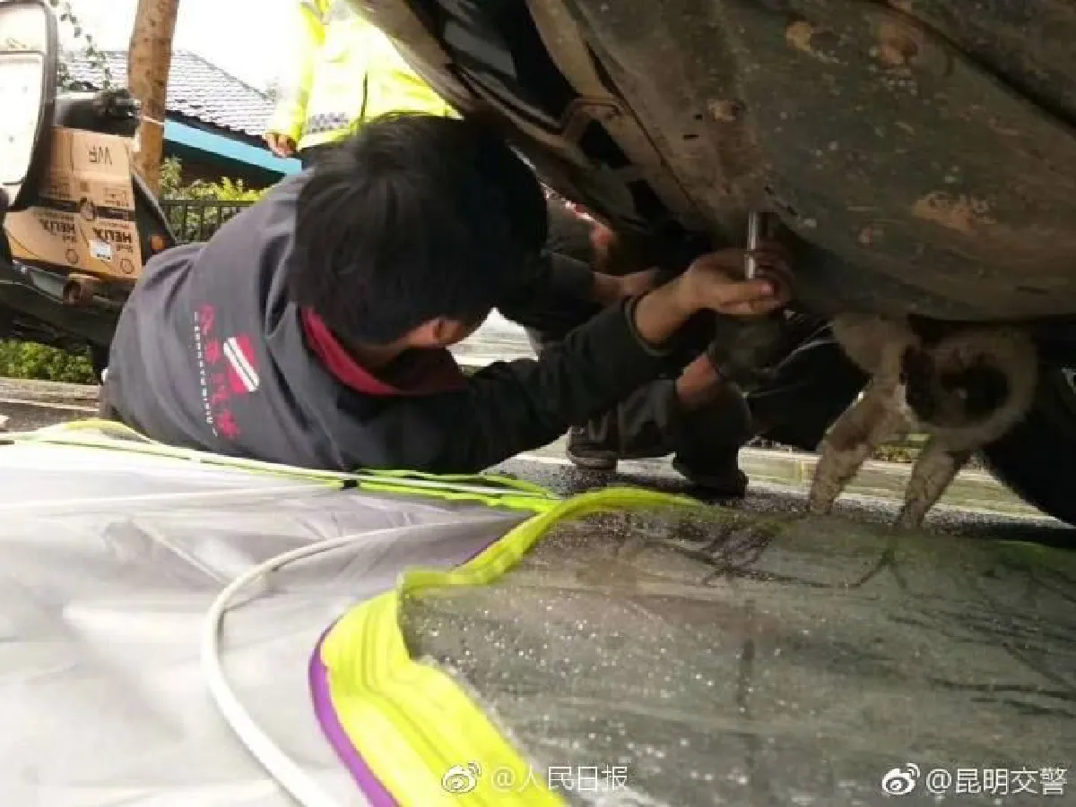 ดูให้ดีก่อนสตาร์ท…ตำรวจจีนประกาศเตือน หนาวนี้ระวังแมวซุกอยู่ใต้ท้องรถ