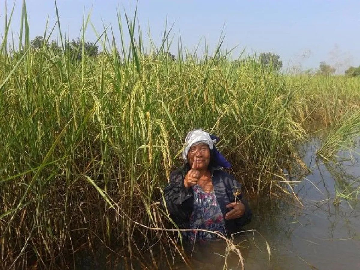 ลดความเสียหายจากน้ำท่วมได้จริง! เมื่อหญิงชาวนาทดลองทำแก้มลิงตามแนวพระราชดำริ