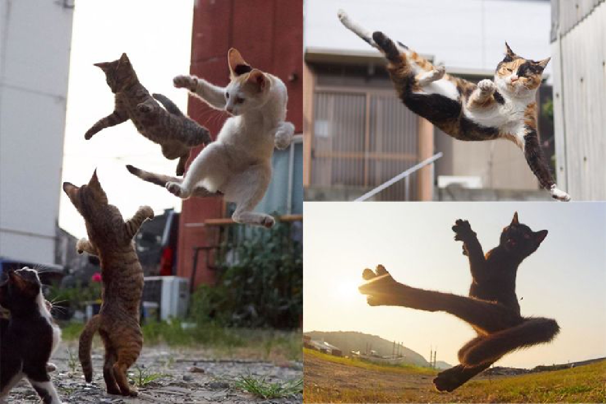 พริ้วเชียว! ช่างภาพญี่ปุ่นจับภาพจังหวะเคลื่อนไหวของแมวที่เหมือนเล่นคาราเต้อยู่ พริ้วเชียว! ช่างภาพญี่ปุ่นจับภาพจังหวะเคลื่อนไหวของแมวที่เหมือนเล่นคาราเต้อยู่