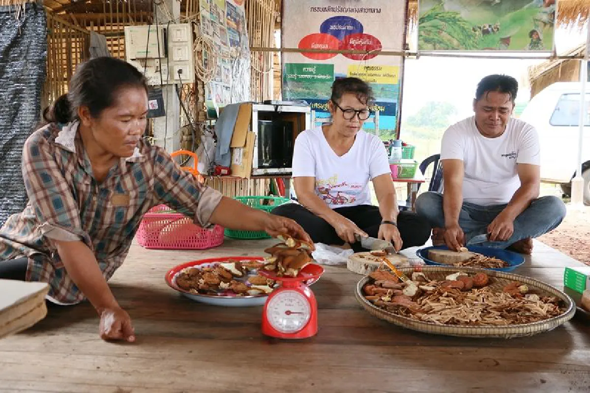 พิจิตรปลูกเห็ดหลินจือทำชาชงขายกำไรดีผลิตแทบไม่ทัน
