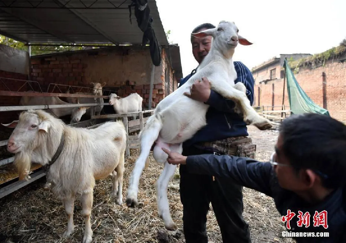 จีนฮือฮา “แพะตัวผู้” ให้น้ำนมได้เหมือนตัวเมียเป๊ะ