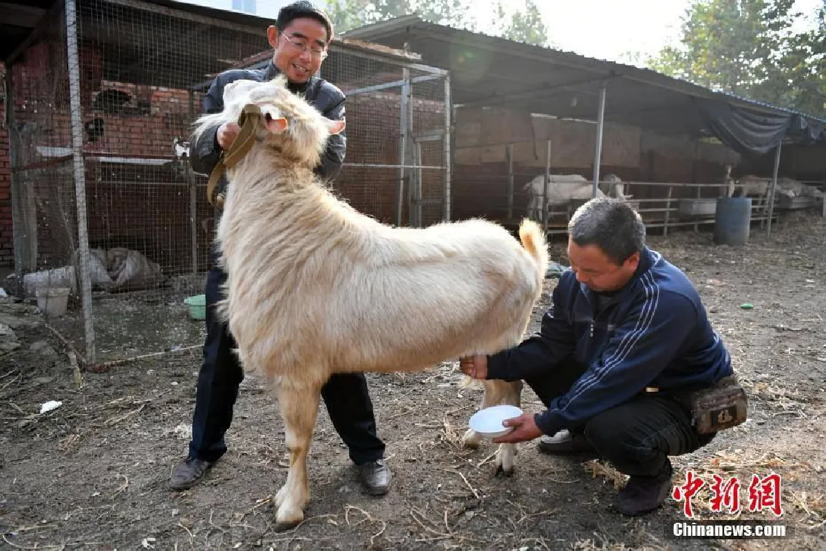 จีนฮือฮา “แพะตัวผู้” ให้น้ำนมได้เหมือนตัวเมียเป๊ะ