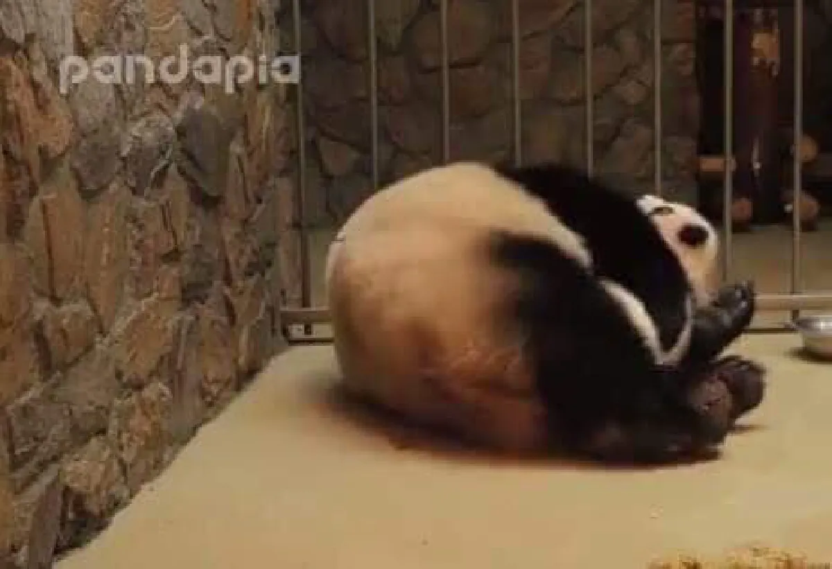 เอ็นดู! เผยคลิปแม่แพนด้าหมั่นเขี้ยว คว้าลูกชายตัวกลมมาฟัดใหญ่