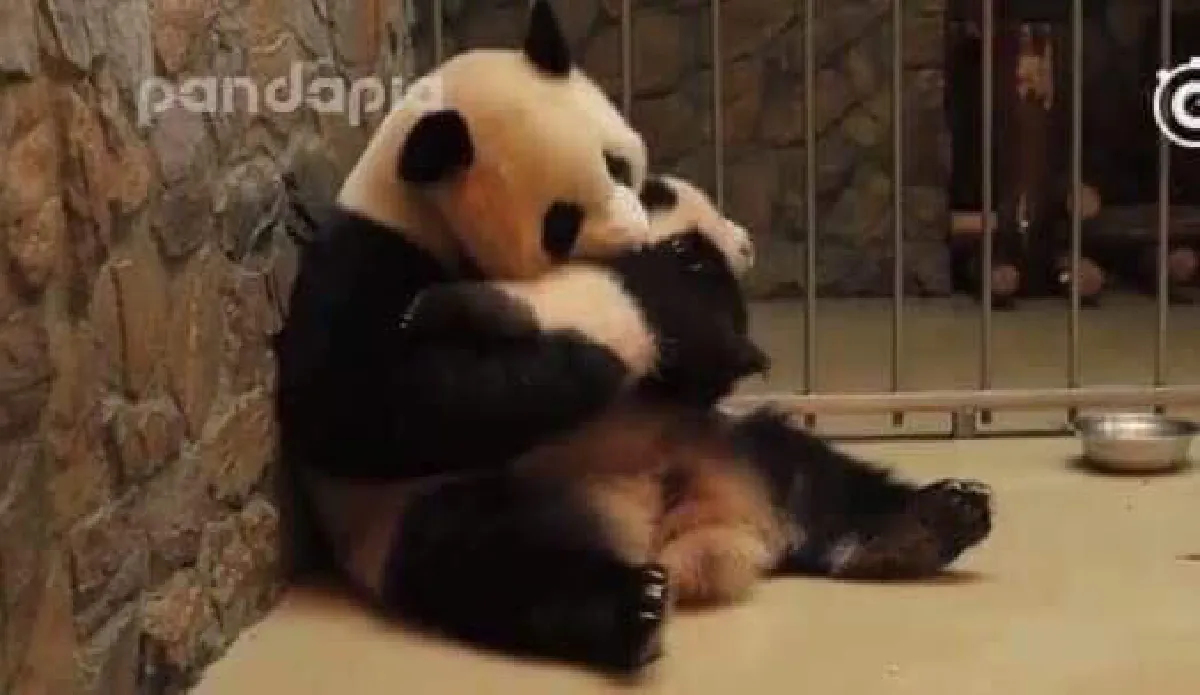 เอ็นดู! เผยคลิปแม่แพนด้าหมั่นเขี้ยว คว้าลูกชายตัวกลมมาฟัดใหญ่