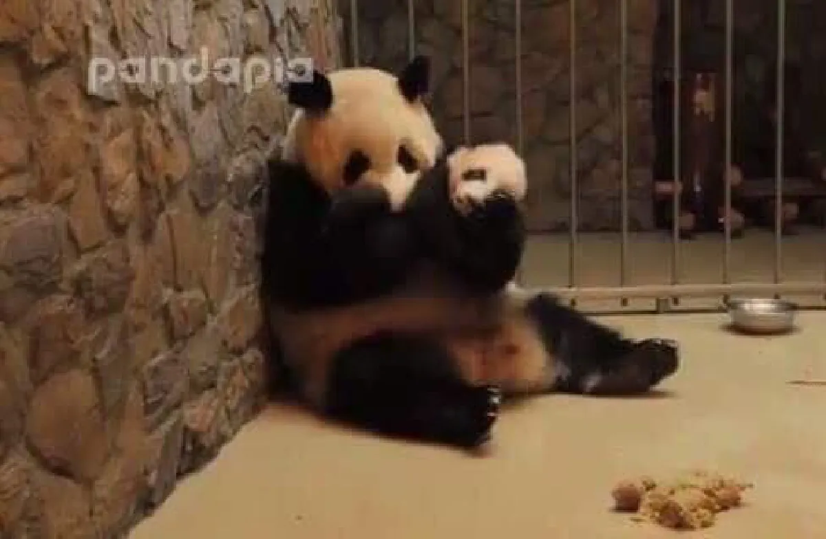 เอ็นดู! เผยคลิปแม่แพนด้าหมั่นเขี้ยว คว้าลูกชายตัวกลมมาฟัดใหญ่
