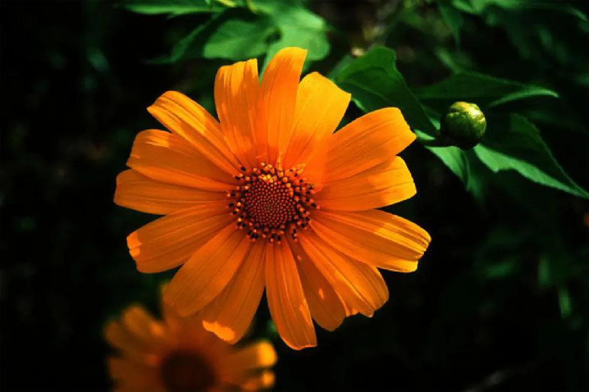 ชมทุ่งสีทองของ ดอกบัวตอง บนดอยแม่อูคอ