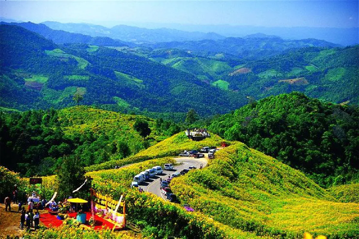 ชมทุ่งสีทองของ ดอกบัวตอง บนดอยแม่อูคอ