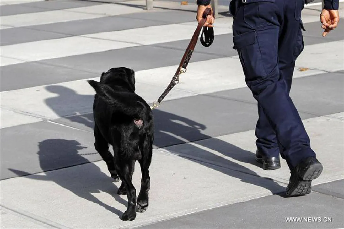 ผู้พิทักษ์สี่ขา! เผยภาพสุนัขรักษาความปลอดภัยหน่วย K-9 แห่งยูเอ็น