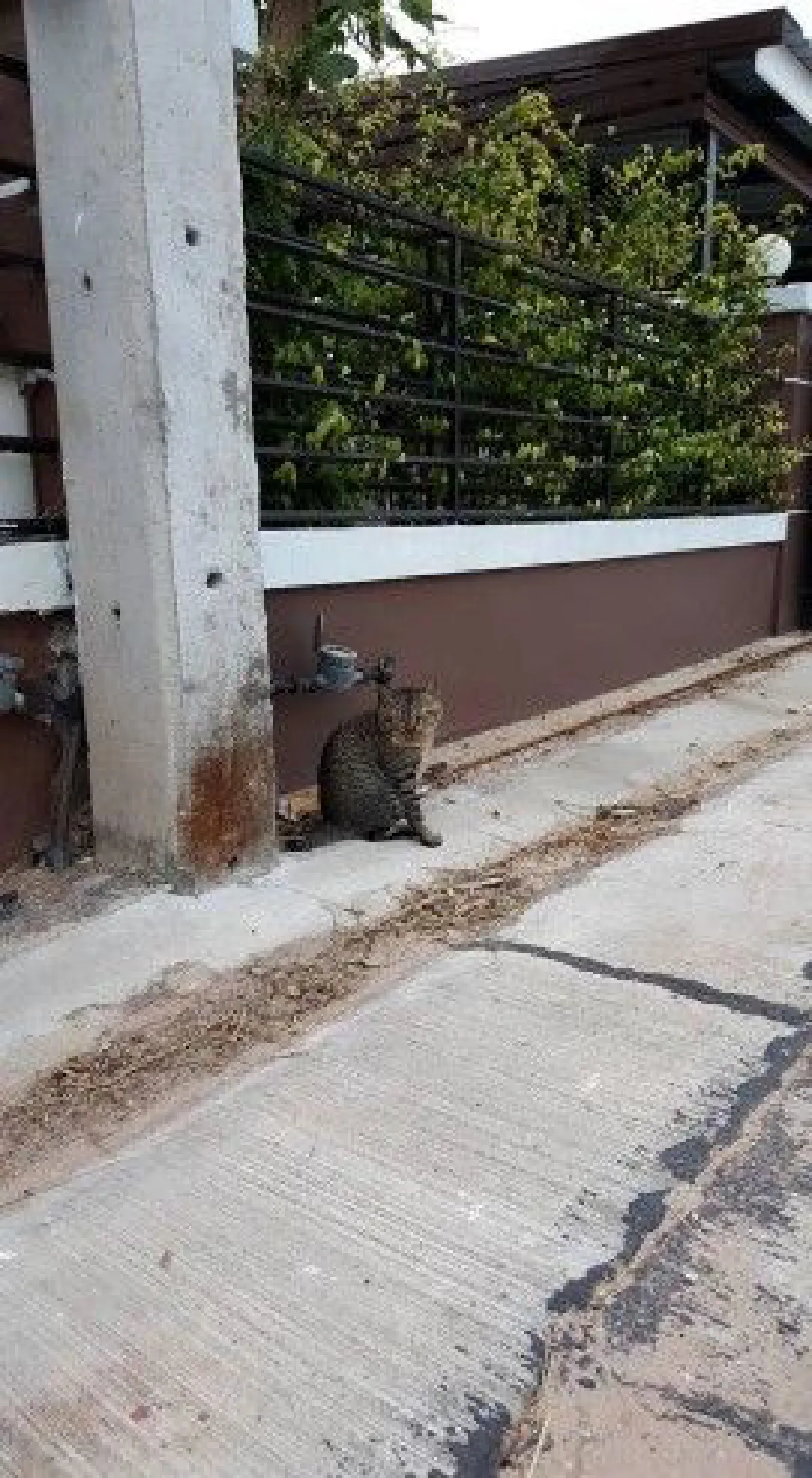 มุมน่ารัก! เจ้าเหมียวนั่งมองปลาทู ป้าเลยจัดให้ 3 ตัว