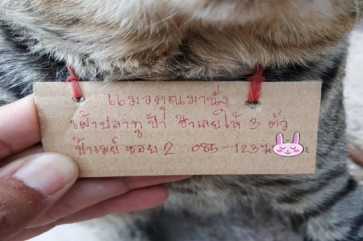 มุมน่ารัก! เจ้าเหมียวนั่งมองปลาทู ป้าเลยจัดให้ 3 ตัว